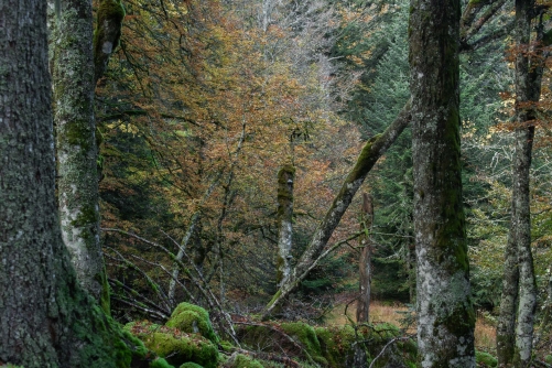 Frederic Demeuse Photography-Primary forest-October-WALD