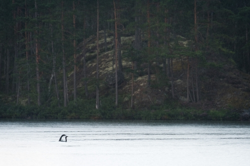 Intimacy of the loons