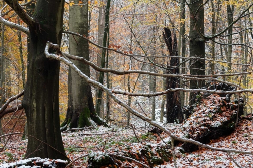 Frederic Demeuse Photography-WALD-Ice-4