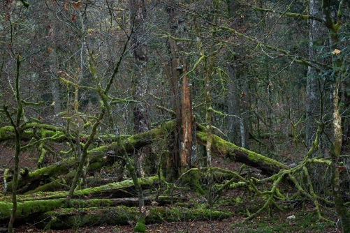 Frederic Demeuse Photography-WALD-Ice-5