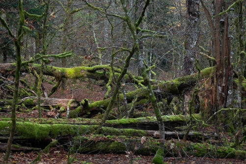 Frederic Demeuse Photography-WALD-Ice-6