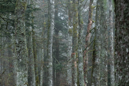 Frederic Demeuse Photography-WALD-Primeval Feeling-2