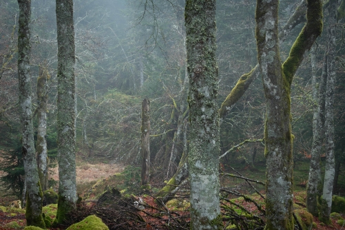 Frederic Demeuse Photography-WALD-Primeval feeling