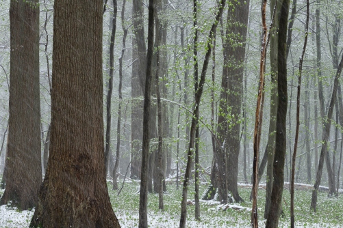 April snow