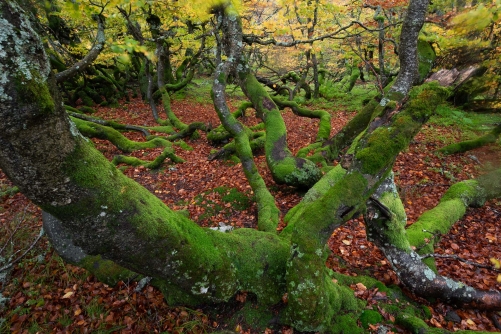 Frederic Demeuse WALD PhotographMountain beech forest-Autumn