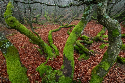 Frederic Demeuse WALD Photography-Montane beech forest