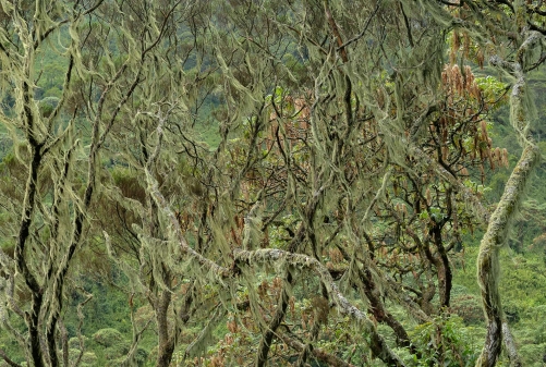 Monts Rwenzori - Ouganda