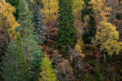 Frederic Demeuse WALD Photography-Primary forest