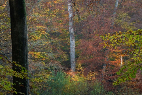 Frederic Demeuse WALD Photography-Sonian Forest