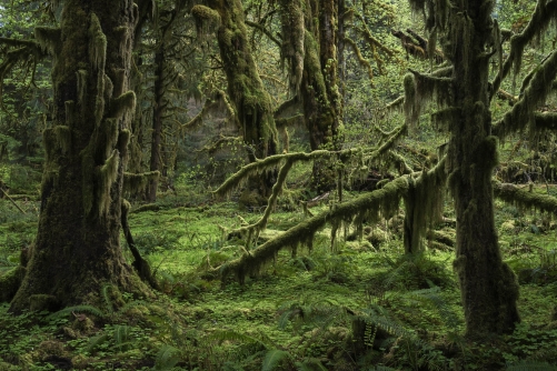 Frederic Demeuse WALD Photography-Temperate rainforest