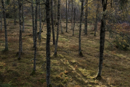 Frédéric-Demeuse-photography-forest-landscape-Wald-6 copie