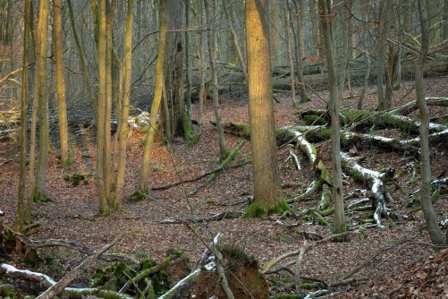 WALD Frederic Demeuse Photography-Primary Forest